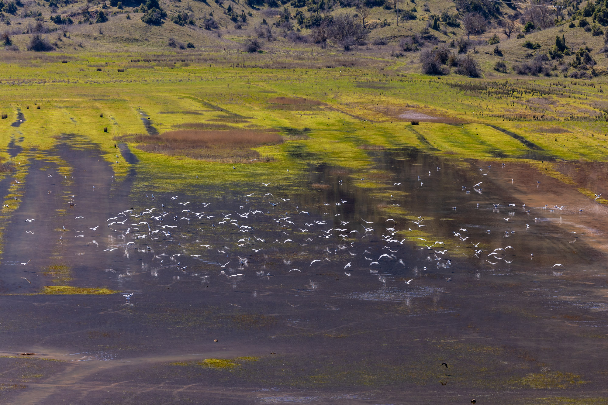 KGM Torres Hybrid, Ελικώνας