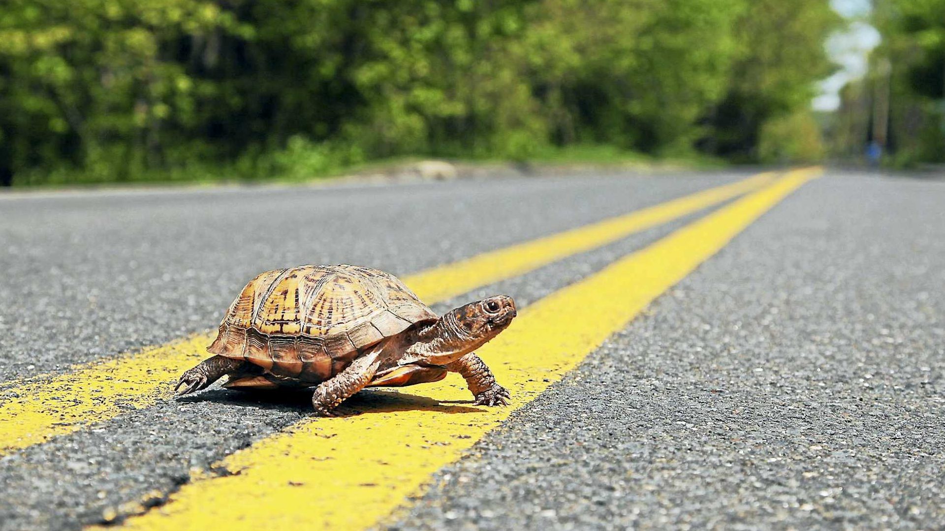 Turtle forward. Мадагаскарская клювогрудая черепаха. Уставшая черепаха. Черепаха на старте. Машинка черепаха.