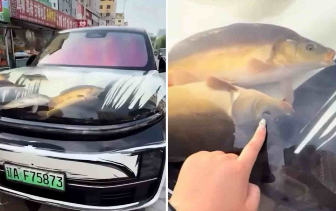 Όταν τέτοιες πρακτικές πλήττουν την ευζωία άλλων πλασμάτων, τότε τίθεται ένα σοβαρό ηθικό και νομικό ζήτημα Ενυδρείο